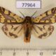 77964p Arctiidae Platarctia ornata Khakassia rep. $18