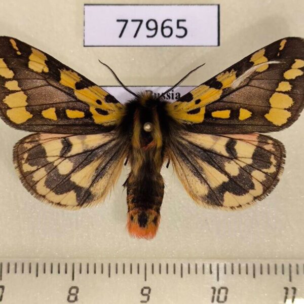 Arctiidae Platarctia ornata Khakassia rep.