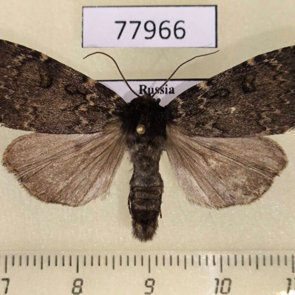 Noctuidae Xestia atrata Khakassia rep.