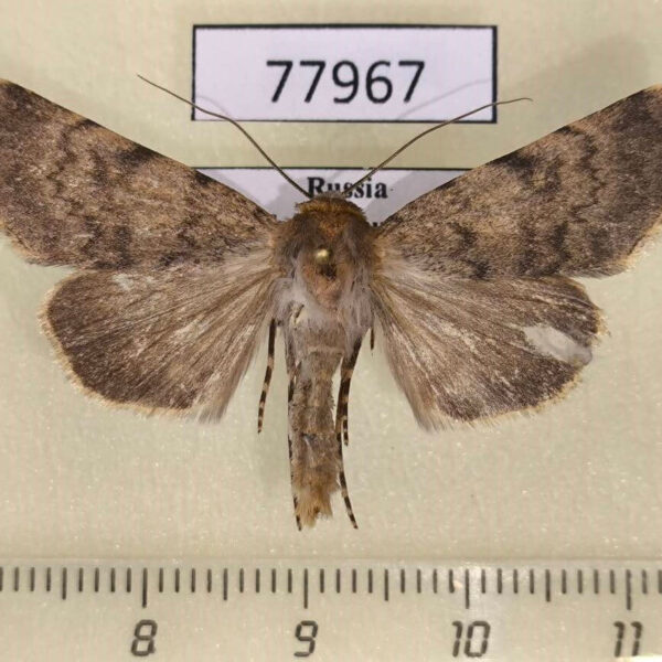 Noctuidae Dichagyris kaszabi Khakassia rep.
