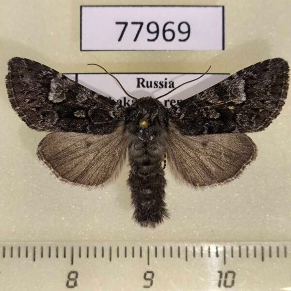 Noctuidae Papestra biren Khakassia rep.