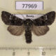 77969p Noctuidae Papestra biren Khakassia rep. $5