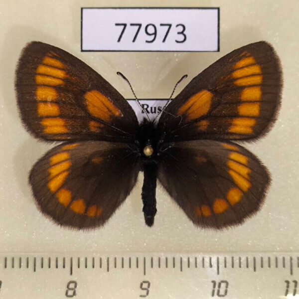 Satyridae Erebia stubbendorfii Tyva rep.