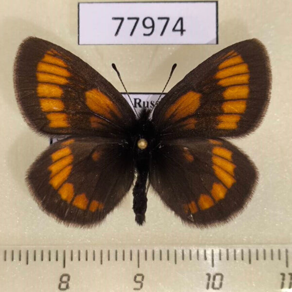Satyridae Erebia stubbendorfii Tyva rep.