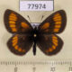 77974p Satyridae Erebia stubbendorfii Tyva rep. $8