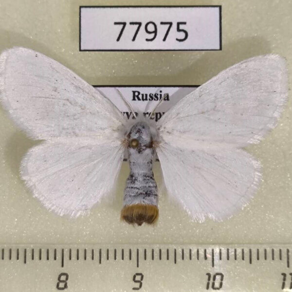 Lymantridae Sphrageidus similis f Tyva rep.