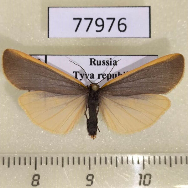 Arctiidae Manulea debilis Tyva rep.