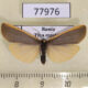 77976p Arctiidae Manulea debilis Tyva rep. $10