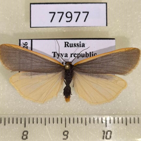 Arctiidae Manulea debilis Tyva rep.