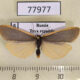 77977p Arctiidae Manulea debilis Tyva rep. $10