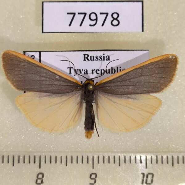 Arctiidae Manulea debilis Tyva rep.