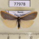 77978p Arctiidae Manulea debilis Tyva rep. $10