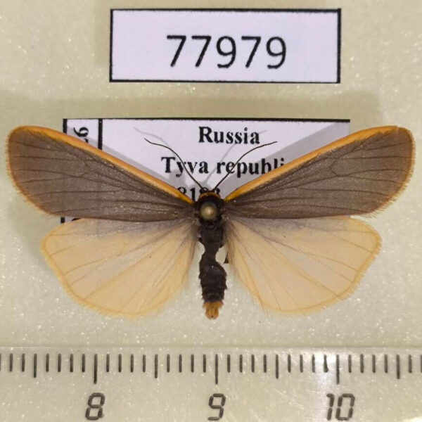 Arctiidae Manulea debilis Tyva rep.