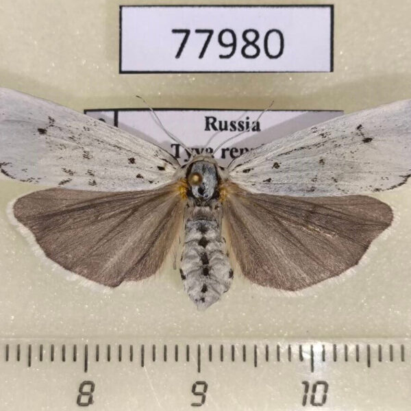 Arctiidae Coscinia cribraria f Tyva rep.