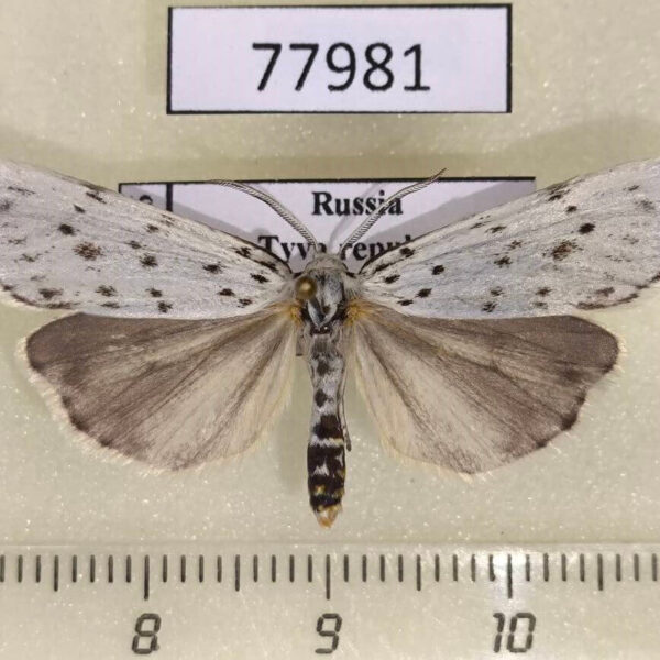 Arctiidae Coscinia cribraria Tyva rep.