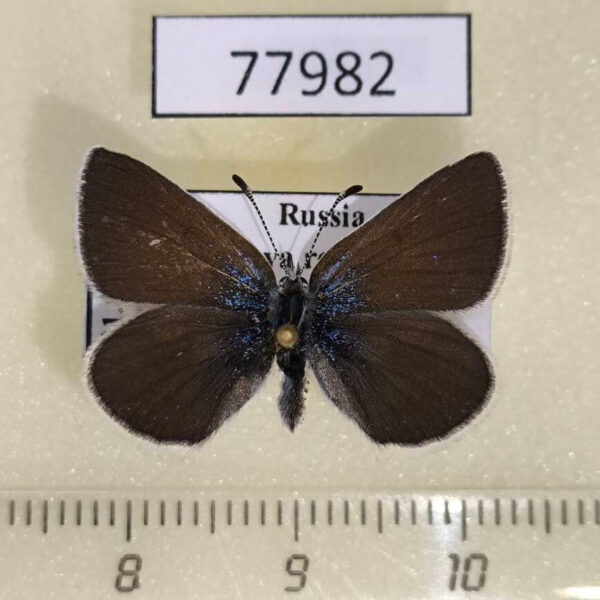 Lycaenidae Albulina orbitulus f Tyva rep.