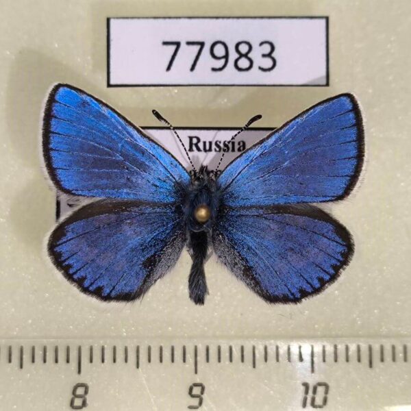 Lycaenidae Albulina orbitulus Tyva rep.