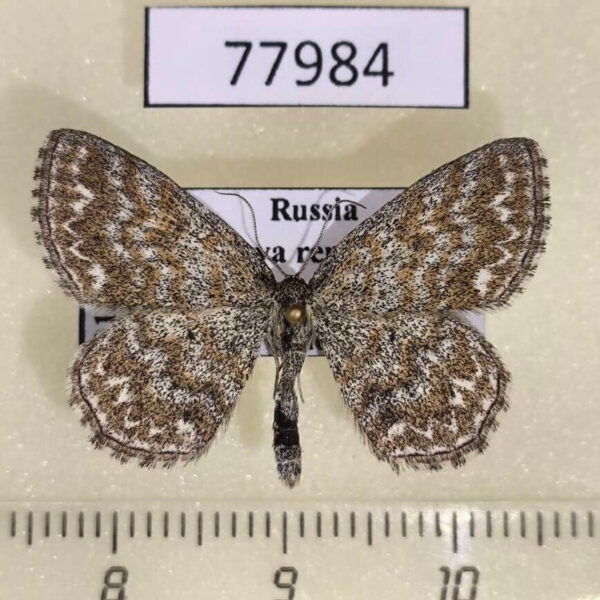Geometridae Scopula immorata Tyva rep.