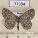 77984p Geometridae Scopula immorata Tyva rep. $5