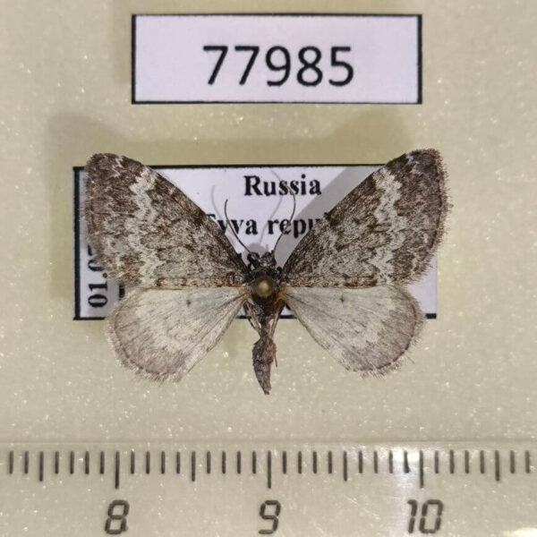 Geometridae Perizoma hydrata Tyva rep.