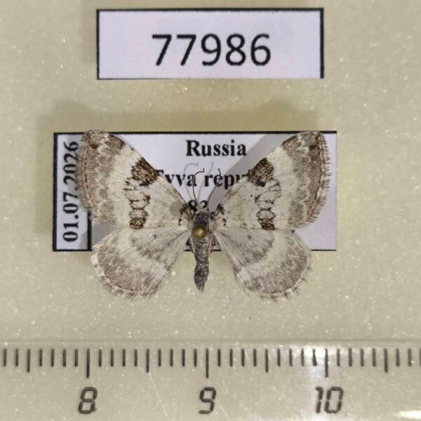 Geometridae Perizoma blandiata Tyva rep.