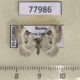 77986p Geometridae Perizoma blandiata Tyva rep. $4