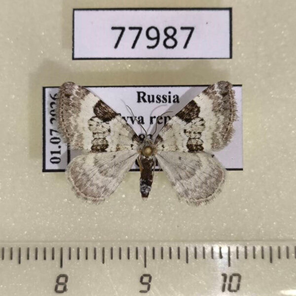 Geometridae Perizoma blandiata Tyva rep.