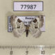 77987p Geometridae Perizoma blandiata Tyva rep. $4