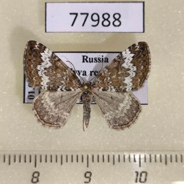 Geometridae Perizoma alchemillata Tyva rep.