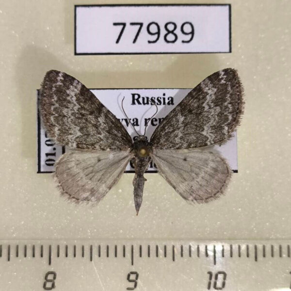 Geometridae Perizoma hydrata Tyva rep.