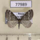 77989p Geometridae Perizoma hydrata Tyva rep. $4