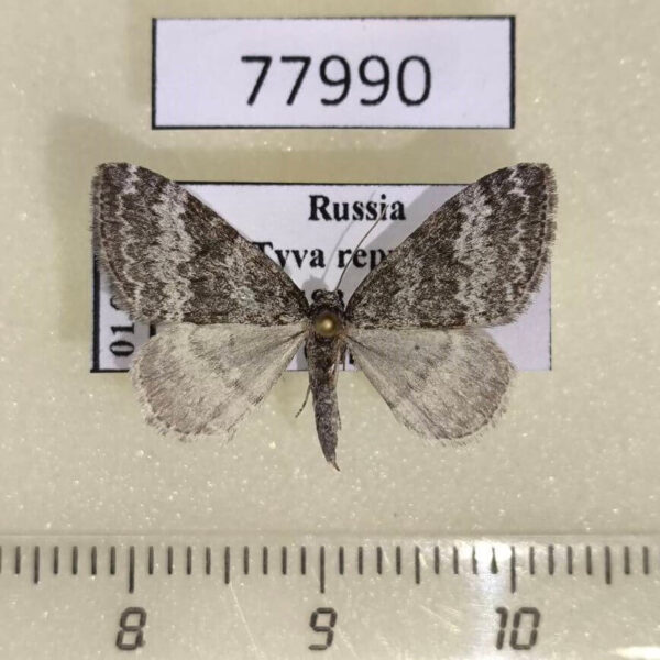 Geometridae Perizoma hydrata Tyva rep.