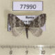 77990p Geometridae Perizoma hydrata Tyva rep. $3