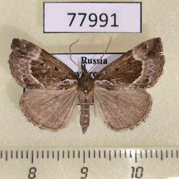 Noctuidae Hypena crassalis Tyva rep.