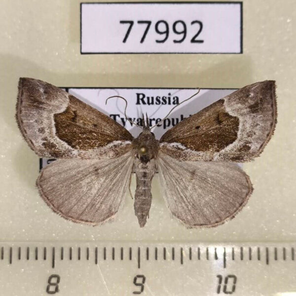 Noctuidae Hypena crassalis Tyva rep.