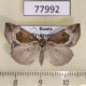 77992p Noctuidae Hypena crassalis Tyva rep. $8