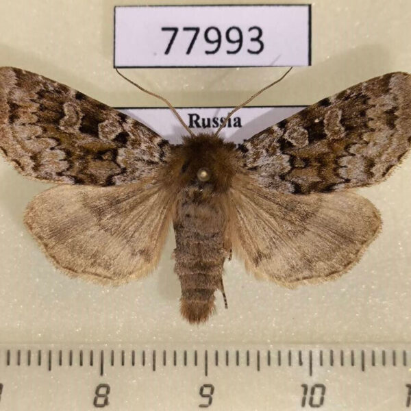 Noctuidae Xestia lorezi sajana Tyva rep.