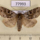 77993p Noctuidae Xestia lorezi sajana Tyva rep. $60