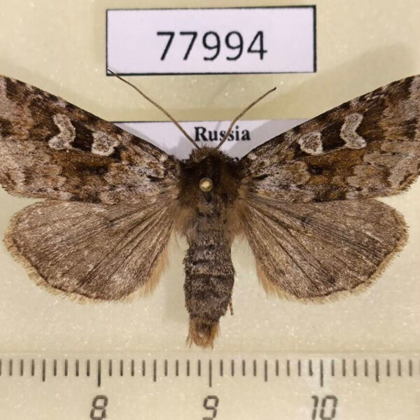 Noctuidae Xestia lorezi sajana Tyva rep.