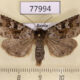 77994p Noctuidae Xestia lorezi sajana Tyva rep. $60