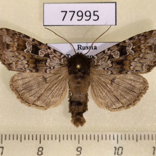 Noctuidae Xestia lorezi sajana Tyva rep.