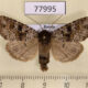 77995p Noctuidae Xestia lorezi sajana Tyva rep. $60