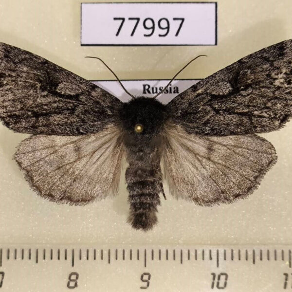 Noctuidae Xestia gelida Tyva rep.
