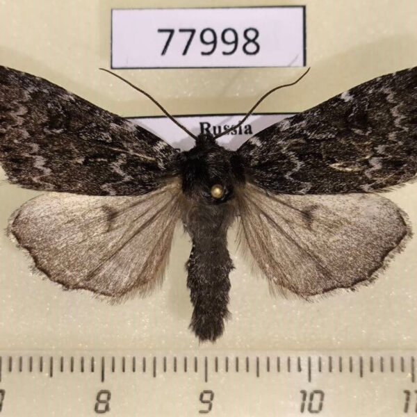 Noctuidae Xestia speciosa arctica Tyva rep.