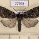 77998p Noctuidae Xestia speciosa arctica Tyva rep. $7