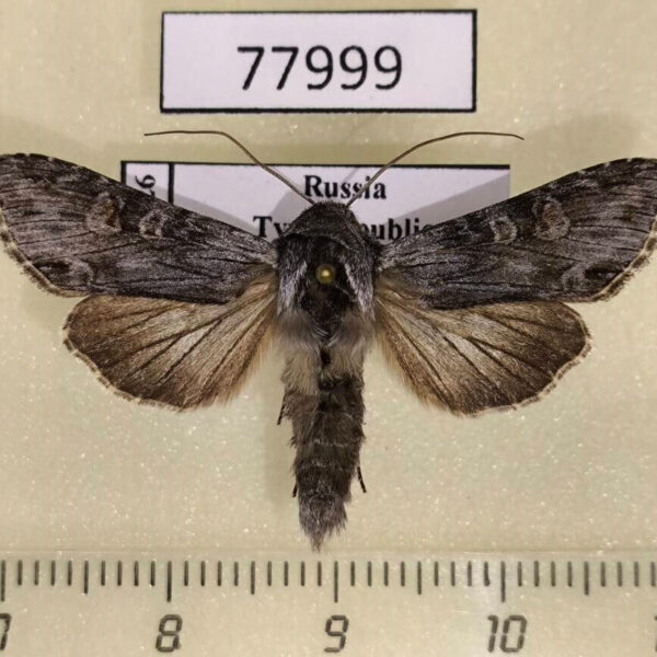 Noctuidae Cucullia gnaphalii Tyva rep.
