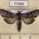 77999p Noctuidae Cucullia gnaphalii Tyva rep. $50