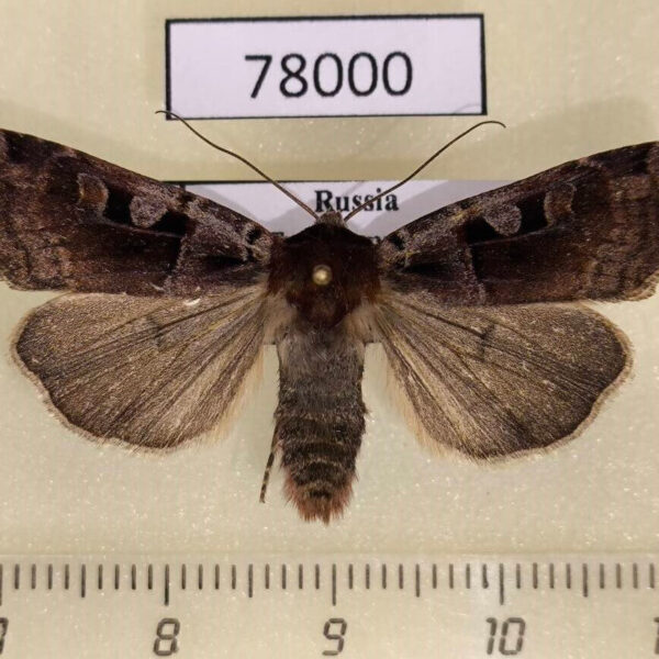 Noctuidae Xestia wockei Tyva rep.