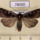 78000p Noctuidae Xestia wockei Tyva rep. $80