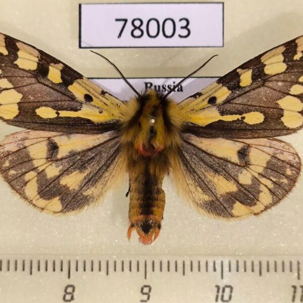 Arctiidae Platarctia ornata Tyva rep.